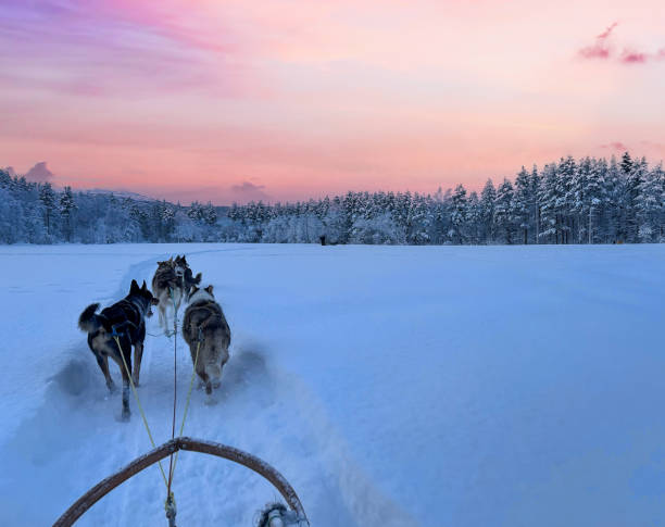 istock Dog sledding tour 2202787460
