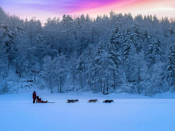 istock Dog sledding tour 2202787478