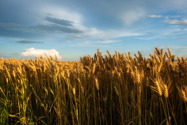 istock Sunset over yellow wheat field 2202787543
