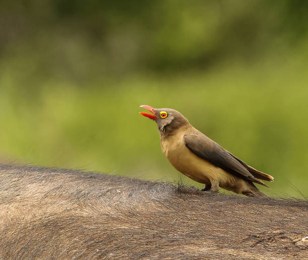 istock Bird life 2202789339