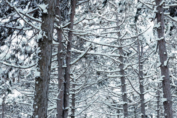 a view of snowy forest represents of winter theme concept.