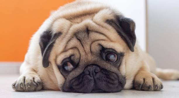 istock Pug Lying on the Floor with Sad Puppy Eyes 2202793326