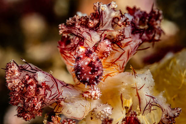 istock Cowrie Shell Meeting at Dendronephthya sp., Lembeh Strait, Indonesia 2202794331