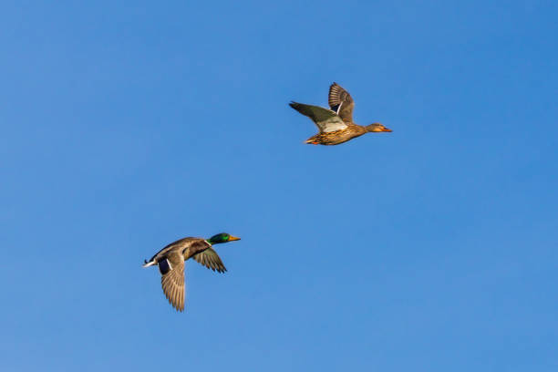 water bird
