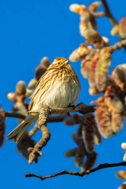 istock Common Reed Bunting perched on a branch in the morning light 2202794509