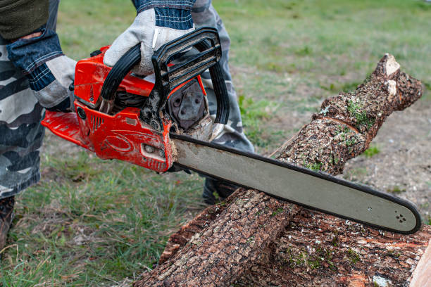 istock Cutting wood with a chainsaw 2202795094