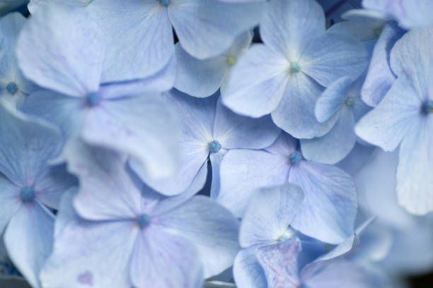 Photographing rain-wet hydrangeas with a macro lens