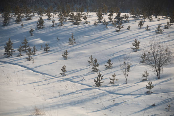 A serene winter scene with a field of young pine trees standing over pristine snow, casting long shadows in cold sunlight.