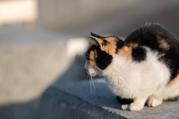 Cute calico cat relaxing outdoors