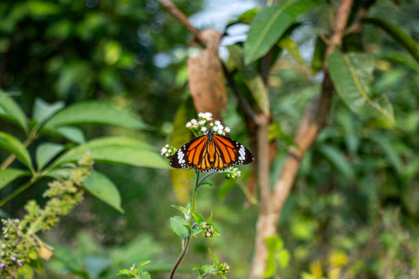 istock Butterfly sitting on a small tiny colorful flowers in forest 2202796061