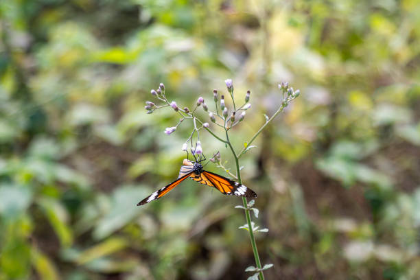 Butterflies symbolize transformation, hope, and resilience. While butterflies are not as efficient as bees, they still play a role in pollination