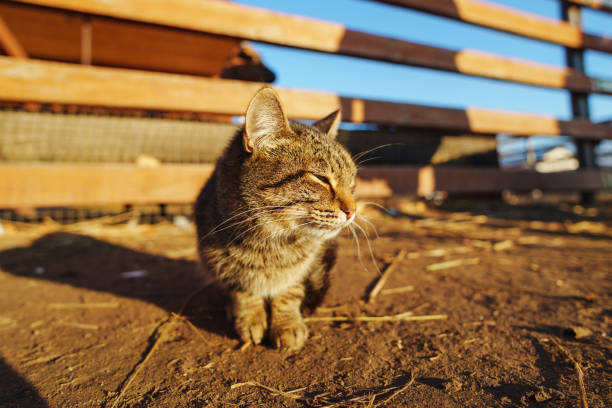 Playful tabby cat exploring the sunlit farmstead on a crisp autumn afternoon with wooden fencing in the background