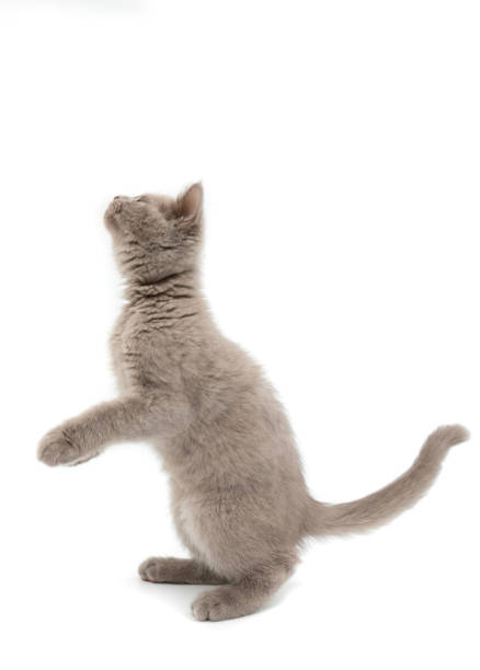 British kitten sitting in front of white background.