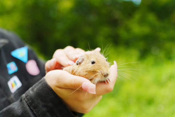 istock A curious squirrel gently on a hand during a sunny afternoon in the garden 2202797409