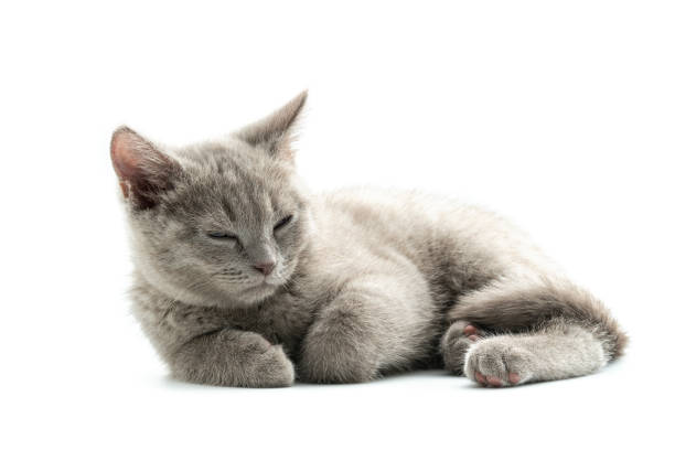British kitten sitting in front of white background.