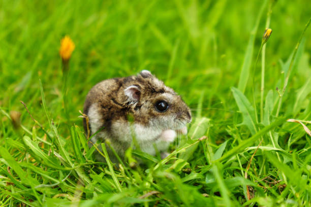 istock A curious small rodent explores fresh green grass on a sunny day in a vibrant meadow setting 2202797547