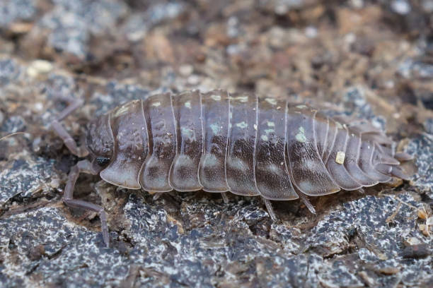 istock Close-up of an Oniscus asellus pill bug, showing its segmented shell and legs as it crawls across rough asphalt. 2202798519