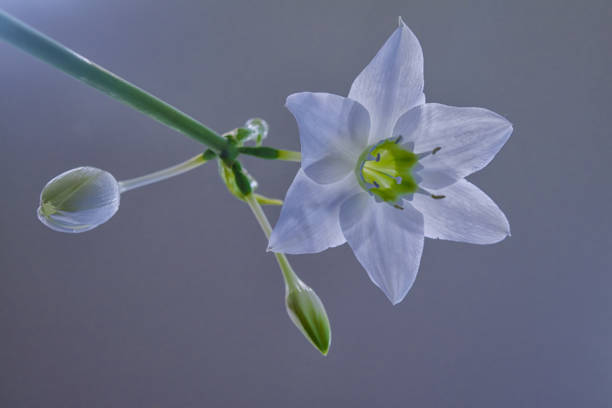 istock Beautiful white flowers of Eucharis Amazonian lily on a grey background 2202801245