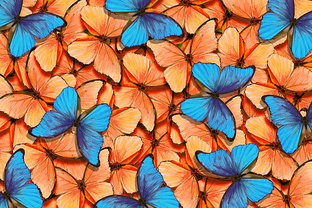 istock blue and terracotta morpho butterflies texture background. 2202801259