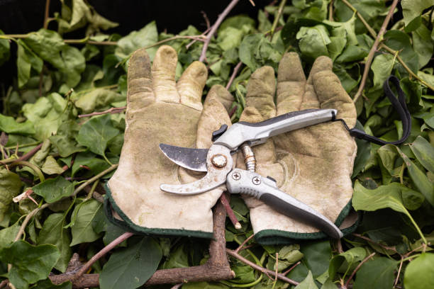 A pair of old leather gardening gloves and pruning shears or secateurs sitting on cut sticks in a solo bin. Gardening Concept, Dirty leather gardening gloves. Spring clean up in the garden.
