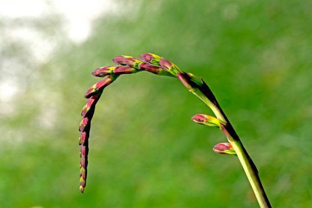 gladiolus macro
