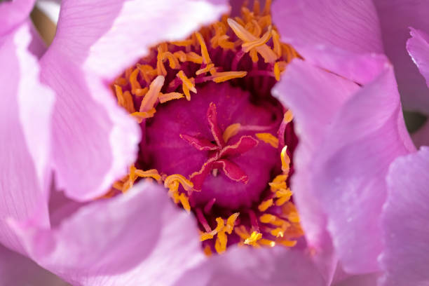 Close-up or Paeonia flower