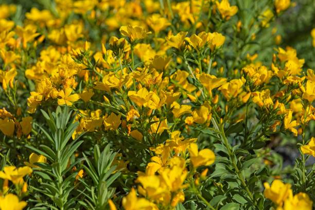 istock Flowering linum flavum. 2202806512