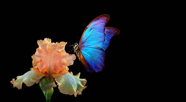 istock beautiful blue morpho butterfly on iris flower in water drops isolated on black. copy spaces 2202806592
