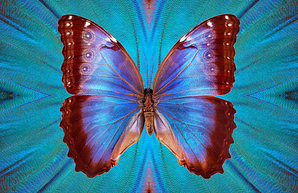 istock blue color concept. bright tropical morpho butterfly on an abstract pattern background of blue morpho butterfly wings 2202807000