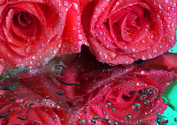 pink roses in drops of water on a mirror surface. close up
