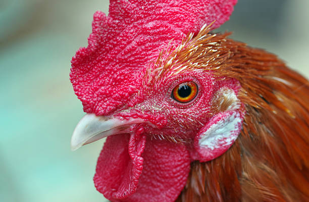 istock rooster. cock head close-up. domestic bird. 2202810276