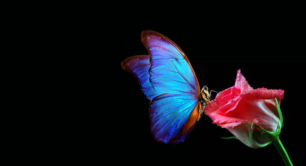 istock bright blue tropical morpho butterfly on tender pink rose in water drops isolated on black. copy space 2202810739
