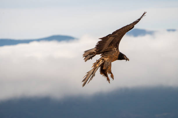 istock Bearded vulture (Gypaetus barbatus) photographed in Spain 2202811121