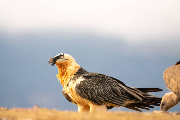 istock Bearded vulture (Gypaetus barbatus) photographed in Spain 2202811169