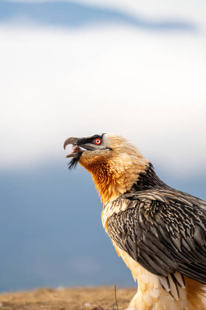 istock Bearded Vulture (Gypaetus barbatus) photographed in Spain 2202811280