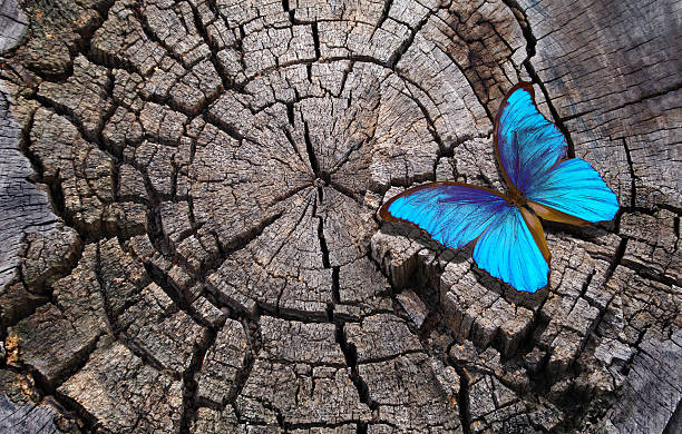 istock Bright blue tropical morpho butterfly on a dry cut tree stump. deforestation. animal habitats. ecological problem. deforestation in brazil. global deforestation. copy space. 2202811362