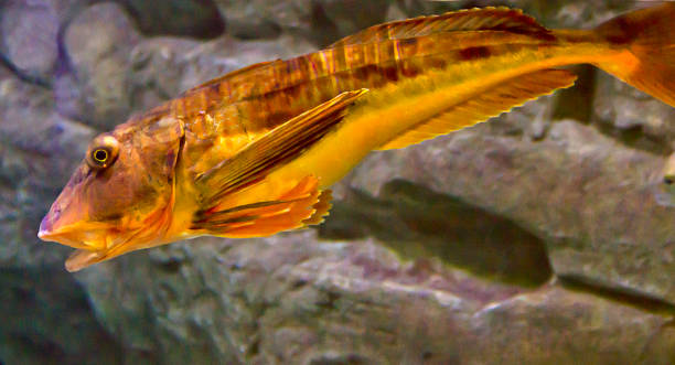 Fish in Aquarium