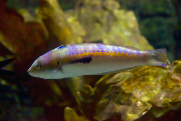 The Mediterranean rainbow wrasse (Coris julis) is a small, colourful fish in the family Labridae