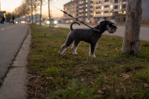 istock dog walking outdoors 2202812684