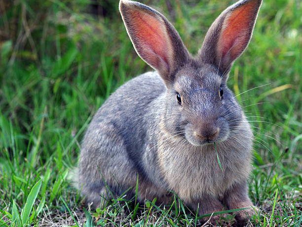 istock cute little gray rabbit on green grass 2202812723