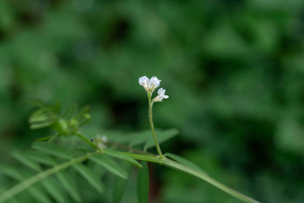 In spring, the green common vetch in the wild grow white flowers.