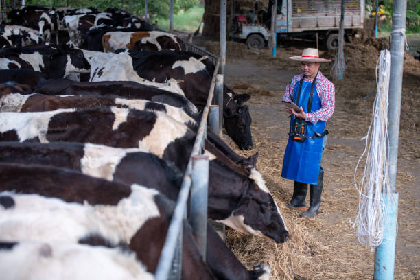 istock farmer or veterinarian in a cattle pen appears to be taking notes or recording data while observing the Holstein cows in the pen scene captures modern dairy farm operations and cattle care. 2202814491