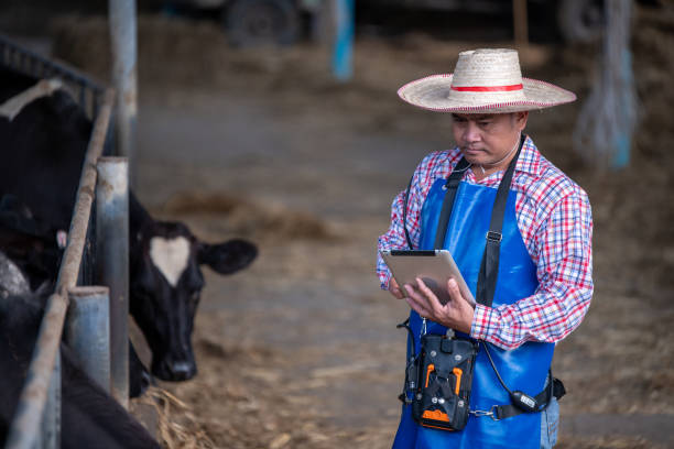 istock farmer or veterinarian in a cattle pen appears to be taking notes or recording data while observing the Holstein cows in the pen scene captures modern dairy farm operations and cattle care. 2202814492