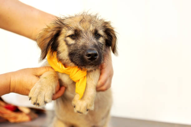 Fuzzy beige and brown puppy mutt dog in yellow scarf in hands