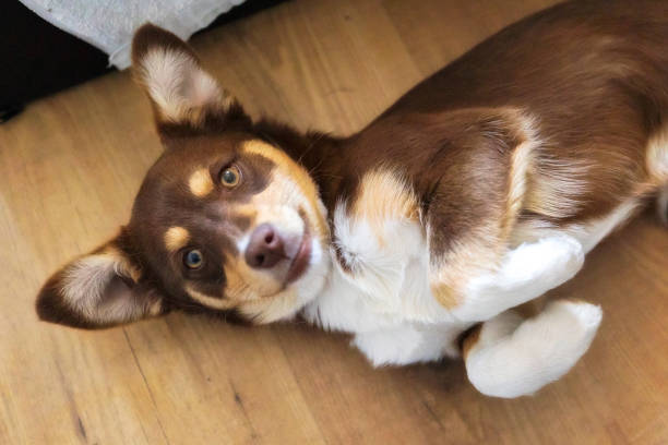 istock Brown puppy lying on floor, looking at camera 2202815036