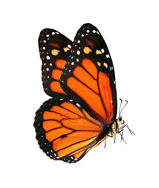 colorful monarch butterfly isolated on white