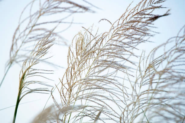 istock Delicate Grass Blades Swaying in the Gentle Breeze Against Sky 2202815877
