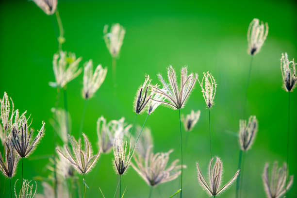 A close-up view of delicate grass flowers standing tall against a beautifully blurred green background, capturing the essence of nature's tranquility and simplicity.