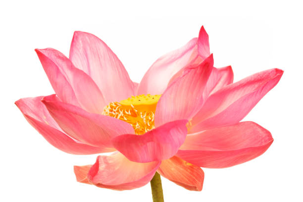 istock Beautiful Pink Lotus Flower Displaying Delicate Petals and Structure 2202816315