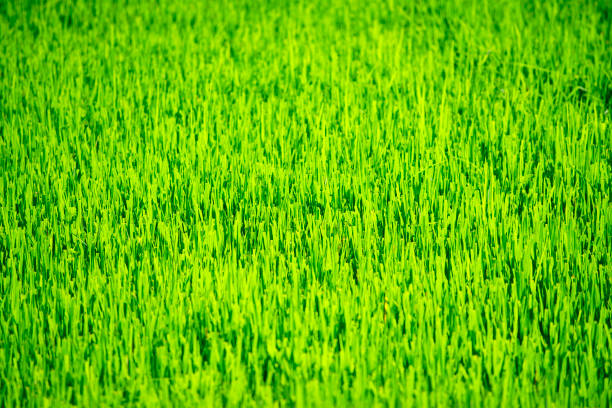A vibrant green rice field showcasing healthy growth under bright sunlight. This image captures the serenity and beauty of agricultural landscapes in nature.